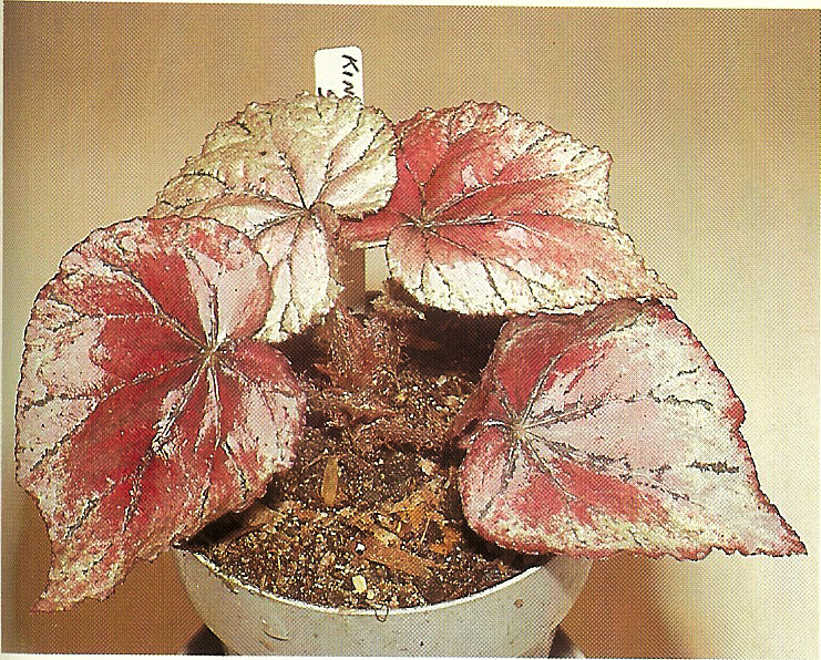 B. ‘King Henry VII Sport’